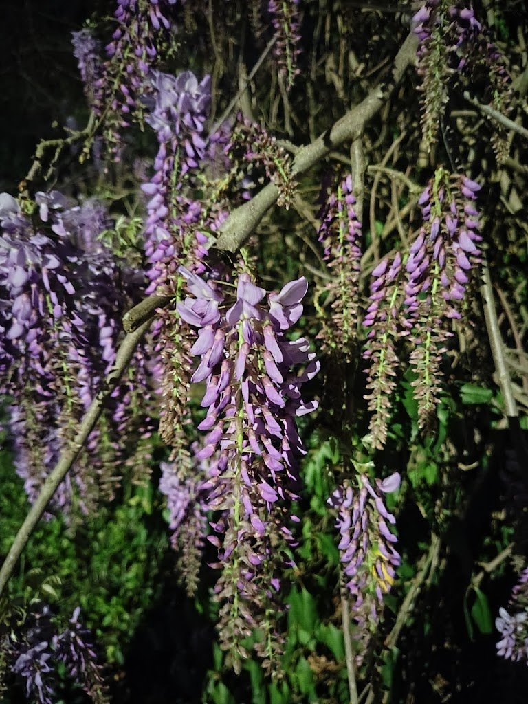 Wisteria blossoms hanging in the evening light.